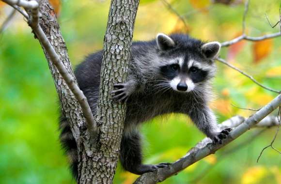 Raccoon In A Tree wallpapers hd quality