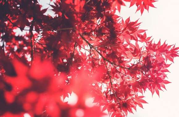 Red Japanese Maple wallpapers hd quality