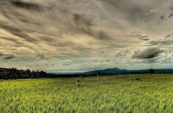 Rice Field HDR