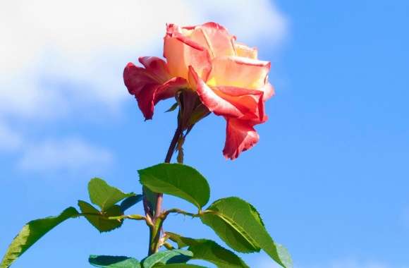 Rose On Blue Sky Background