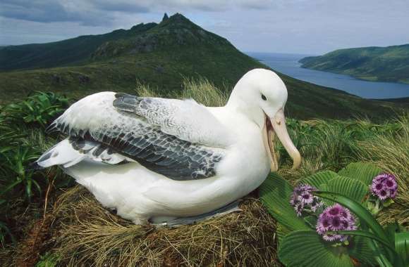 Royal Albatross Campbell Island New Zealand