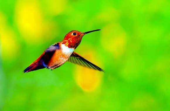Rufous Hummingbird Male Hovering in Mid air