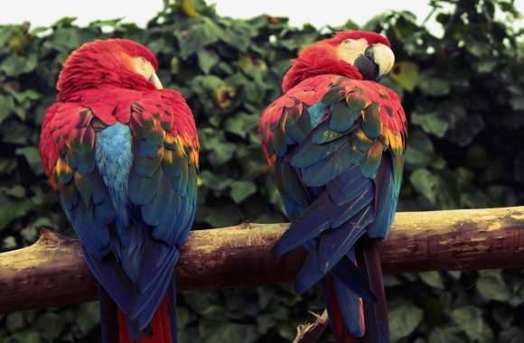 Scarlet Macaw Parrots wallpapers hd quality