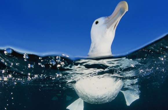 Seagull In Water