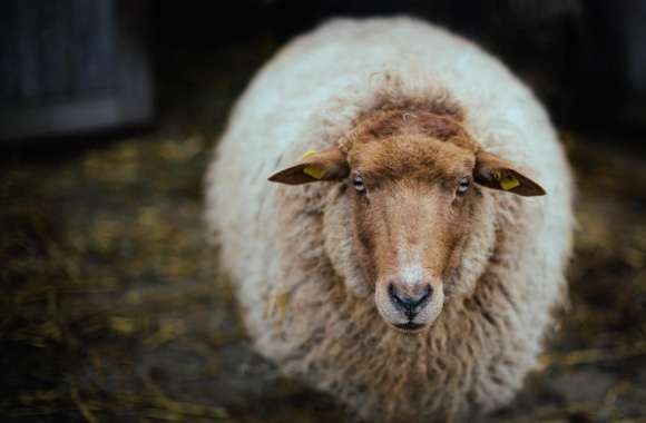 Sheep - Netherlands