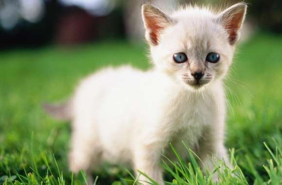 Siamese Kitty wallpapers hd quality