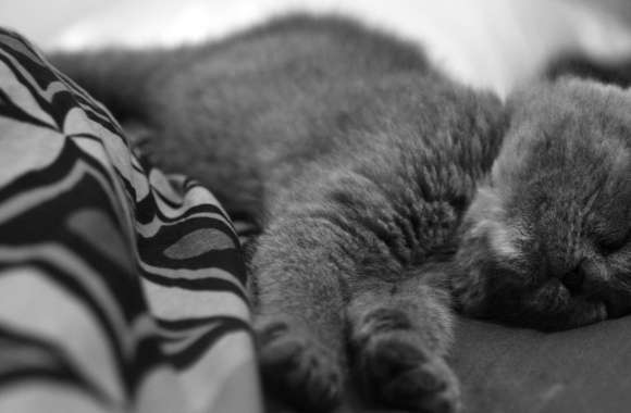 Sleeping Cat wallpapers hd quality