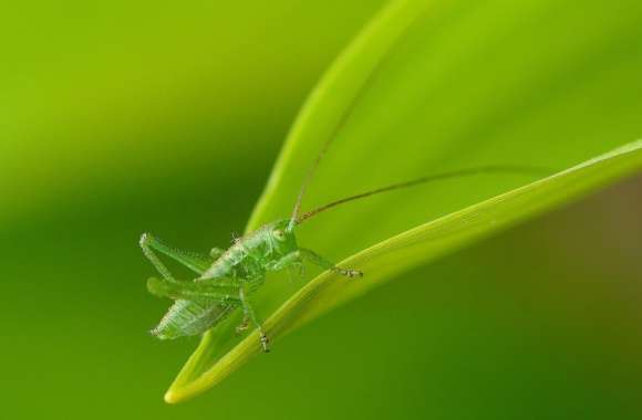 Small Grasshopper wallpapers hd quality