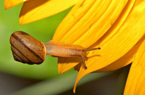 Snail And Sunflower
