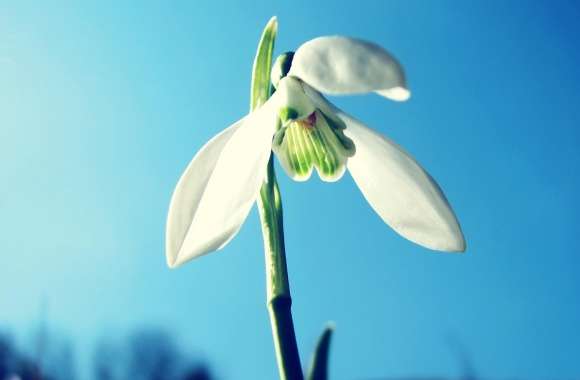 Snowdrop, Spring wallpapers hd quality