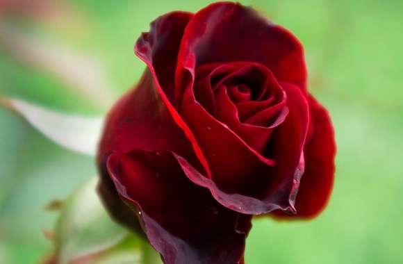 Soft Red Rose
