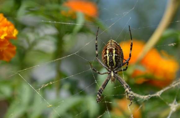 Spider Closeup