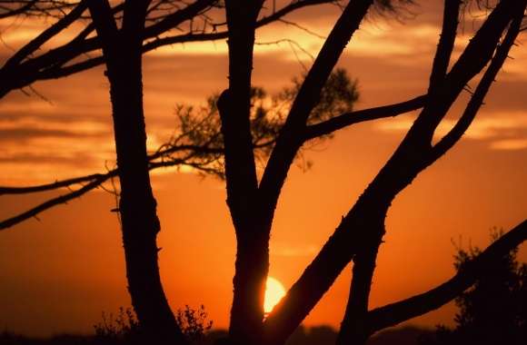 Sunset Behind Tree Branches