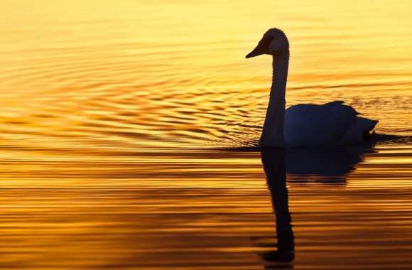 Swan in the Morning Light wallpapers hd quality