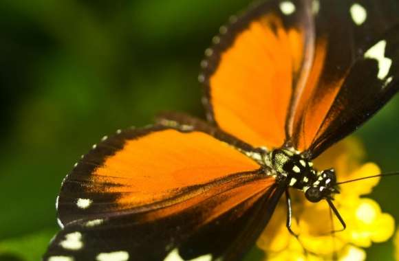 Tiger Longwing Butterfly wallpapers hd quality