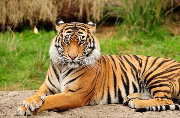 Tiger Sitting Majestic