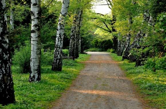 Tree Lined Dirt Road wallpapers hd quality