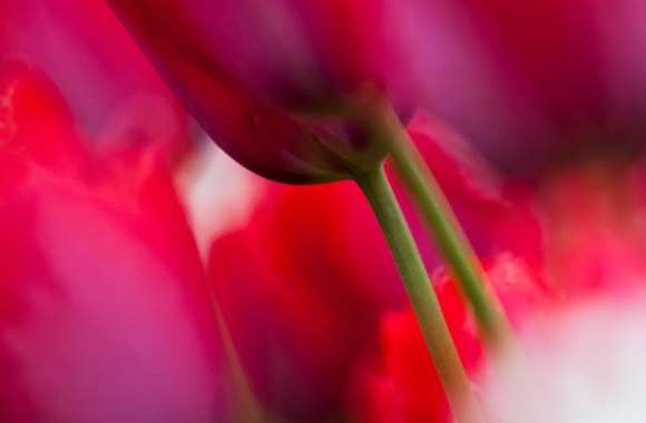 Tulips Close up