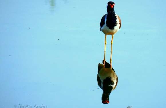 Water Bird - Shoaib Photography