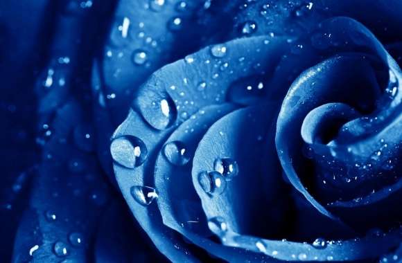 Wet Drops Blue Rose
