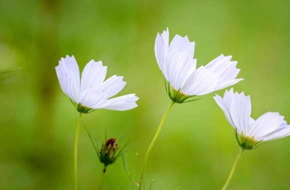 White Cosmos Flowers, Green Blurry Background wallpapers hd quality