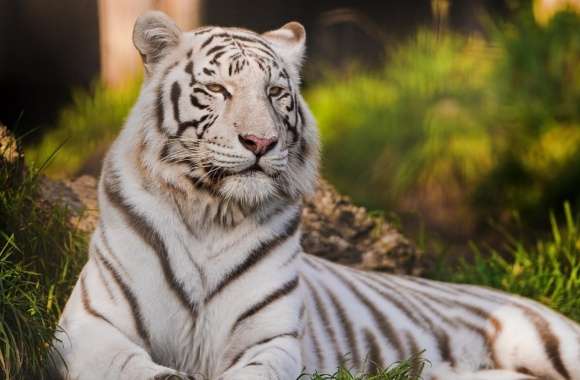 White Tigress Lying in the Grass