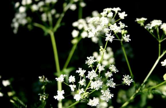 White Wildflowers Photography