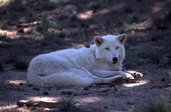 White Wolf by Dave Johnson