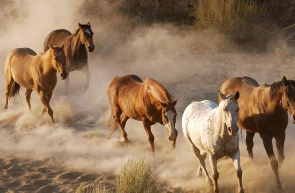 Wild Horse Herd wallpapers hd quality