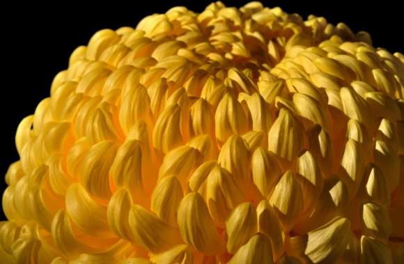 Yellow Chrysanths