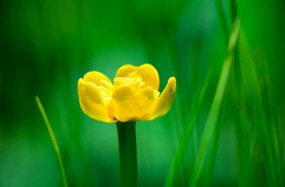 Yellow Nuphar Lutea wallpapers hd quality
