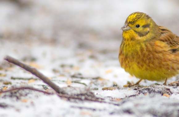 Yellowhammer In A First Snow
