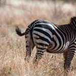 Zebra hd pics
