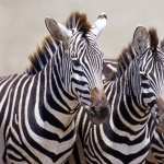 Zebra 1080p