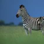 Zebra wallpapers for android