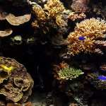 Aquarium Fish photos