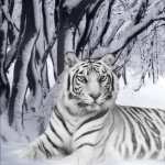 Bengal Tiger wallpapers for iphone
