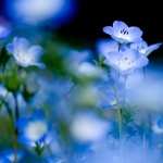 Blue Flowers Macro download