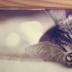 Funny Lazy Cat wallpapers