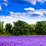 Lavender Field wallpaper