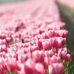 Pink Tulip Field free wallpapers