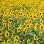 Sunflower Field widescreen
