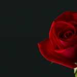 Valentine Rose desktop wallpaper