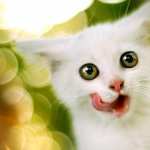 White Kitten widescreen