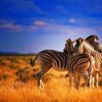Zebra pics