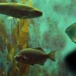 Aquarium Fish wallpapers for android