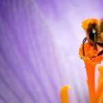 Honey Bee desktop