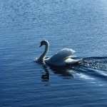 White Swans free download
