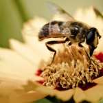 Honey Bee background