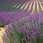 Lavender Field full hd